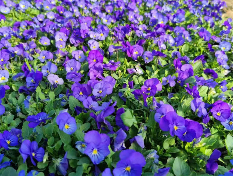 花卉苗木供应