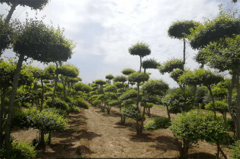 花卉苗木供应
