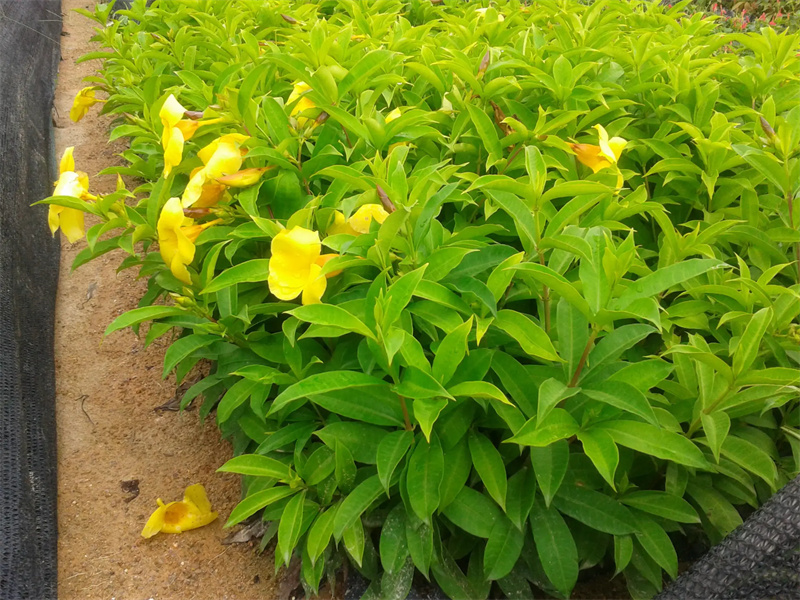 花卉苗木供应