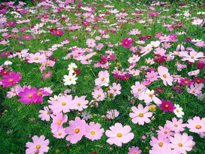 花卉苗木供应