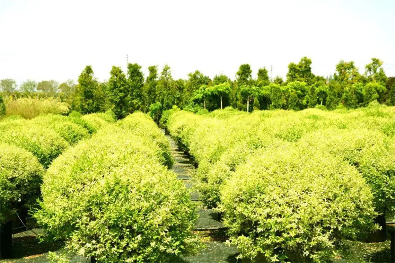 花卉苗木供应